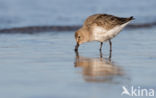 Bonte Strandloper (Calidris alpina)