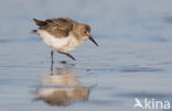 Bonte Strandloper (Calidris alpina)