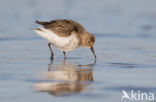 Bonte Strandloper (Calidris alpina)