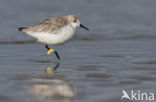 Drieteenstrandloper (Calidris alba)