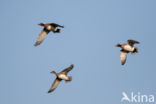 Wigeon (Anas penelope)