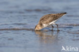 Bonte Strandloper (Calidris alpina)