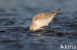 Drieteenstrandloper (Calidris alba)