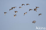 Wigeon (Anas penelope)