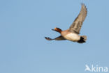 Wigeon (Anas penelope)