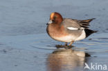 Wigeon (Anas penelope)