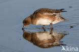 Wigeon (Anas penelope)