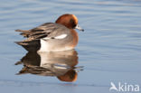 Wigeon (Anas penelope)