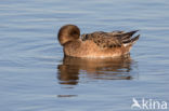 Wigeon (Anas penelope)