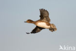 Wigeon (Anas penelope)