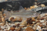 Topmouth gudgeon (Pseudorasbora parva)