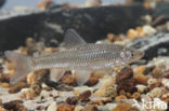Blauwband (Pseudorasbora parva)