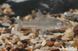 Topmouth gudgeon (Pseudorasbora parva)