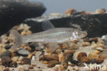 Topmouth gudgeon (Pseudorasbora parva)