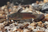 Brown Bullhead (Ameiurus nebulosus)