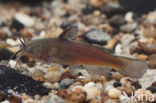 Brown Bullhead (Ameiurus nebulosus)