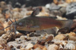 Brown Bullhead (Ameiurus nebulosus)