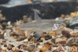 Topmouth gudgeon (Pseudorasbora parva)