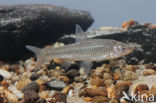 Blauwband (Pseudorasbora parva)