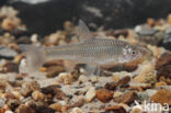 Topmouth gudgeon (Pseudorasbora parva)