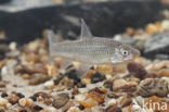 Blauwband (Pseudorasbora parva)