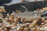 Topmouth gudgeon (Pseudorasbora parva)