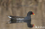 Waterhoen (Gallinula chloropus)