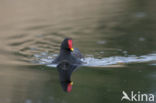 Common Moorhen (Gallinula chloropus)