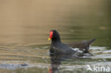 Common Moorhen (Gallinula chloropus)