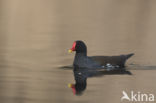 Waterhoen (Gallinula chloropus)