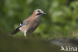 Eurasian Jay (Garrulus glandarius)