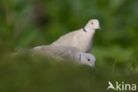 Collared Turtle Dove (Streptopelia decaocto)