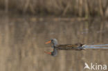 Waterrail (Rallus aquaticus)