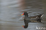 Waterhoen (Gallinula chloropus)