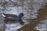 Waterhoen (Gallinula chloropus)