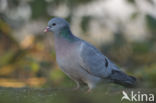 Stock Dove (Columba oenas)