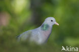 Holenduif (Columba oenas)