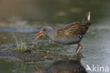 Waterrail (Rallus aquaticus)