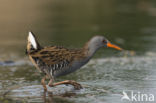 Waterrail (Rallus aquaticus)