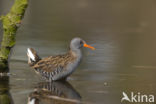 Waterrail (Rallus aquaticus)