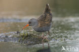 Waterrail (Rallus aquaticus)