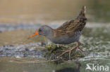 Waterrail (Rallus aquaticus)