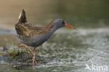 Waterrail (Rallus aquaticus)