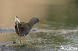 Waterrail (Rallus aquaticus)