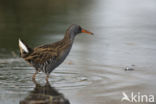 Waterrail (Rallus aquaticus)