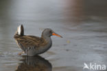 Waterrail (Rallus aquaticus)