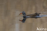 Waterrail (Rallus aquaticus)