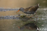 Waterrail (Rallus aquaticus)