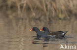 Waterhoen (Gallinula chloropus)