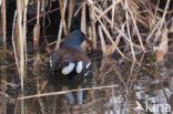 Waterhoen (Gallinula chloropus)